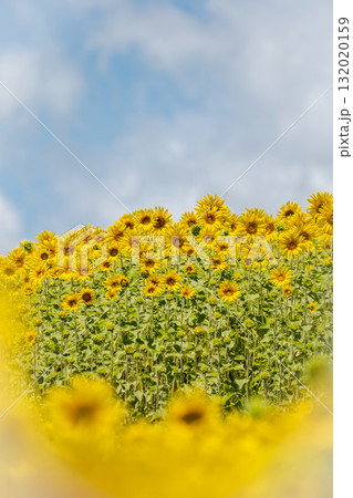 一面に広がるひまわり畑　(蒜山高原） 132020159