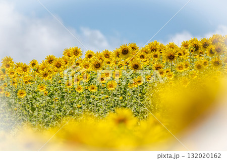 一面に広がるひまわり畑　(蒜山高原） 132020162