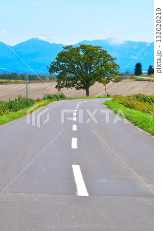 セブンスターの木　美瑛町　 132020219