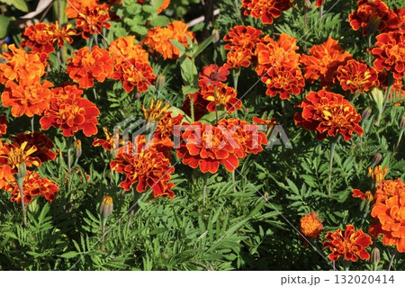 アフリカン・マリーゴールド 132020414