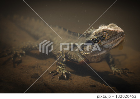 Eastern Water Dragon Swimming 132020452