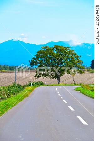 セブンスターの木　美瑛町　 132020488