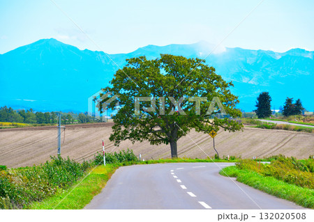 セブンスターの木 美瑛町 セブンスターの木 美瑛町 132020508