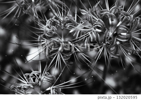 曼殊沙華（モノクロ） 132020595