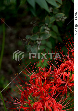 満開の赤い彼岸花 132020596