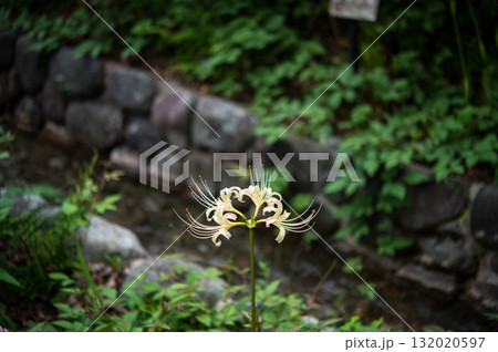 川辺の白い彼岸花 132020597