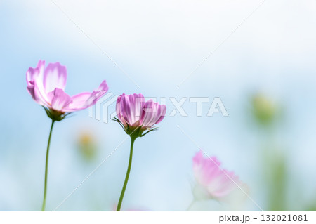 秋の風に踊る妖精のように揺れる色とりどりのコスモスの花たち 132021081