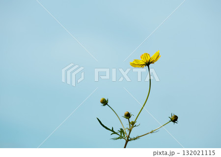 秋の風に踊る妖精のように揺れる色とりどりのコスモスの花たち 132021115