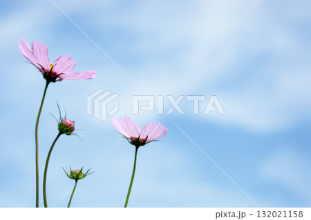 秋の風に踊る妖精のように揺れる色とりどりのコスモスの花たち 132021158