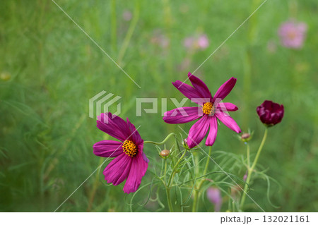秋の風に踊る妖精のように揺れる色とりどりのコスモスの花たち 132021161