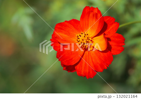 秋の風に踊る妖精のように揺れる色とりどりのコスモスの花たち 132021164