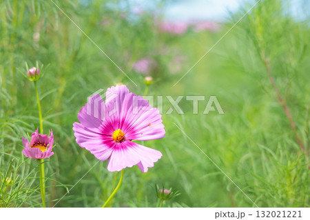 秋の風に踊る妖精のように揺れる色とりどりのコスモスの花たち 秋の風に踊る妖精のように揺れる色とりどりのコスモスの花たち 132021221
