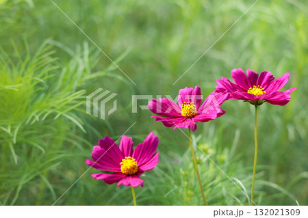 秋の風に踊る妖精のように揺れる色とりどりのコスモスの花たち 132021309