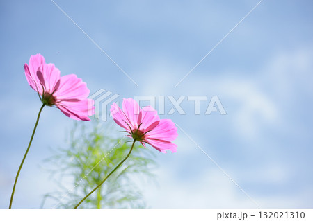 秋の風に踊る妖精のように揺れる色とりどりのコスモスの花たち 秋の風に踊る妖精のように揺れる色とりどりのコスモスの花たち 132021310