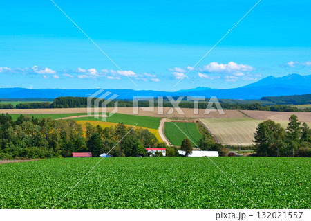 夏　美瑛の丘 132021557