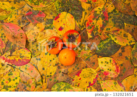 落ち葉のフレーム 132021651