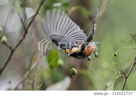 エゴの実をくわえて飛翔するヤマガラ 132021737