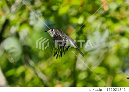コサメビタキの飛翔 132021841