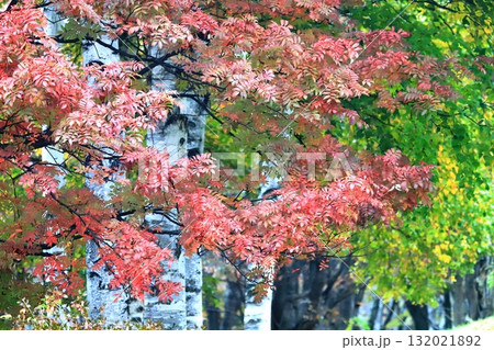 北海道の秋 シラカバ林とナナカマドの紅葉 北海道の秋 シラカバ林とナナカマドの紅葉 132021892