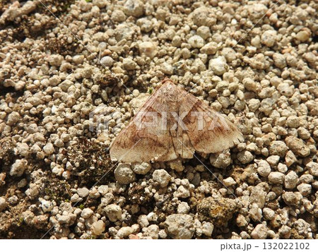 シタバガの一種「オオウンモンクチバ」 132022102