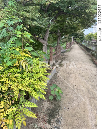 散歩道、日差しに映える緑のトンネル 散歩道、日差しに映える緑のトンネル 132022485