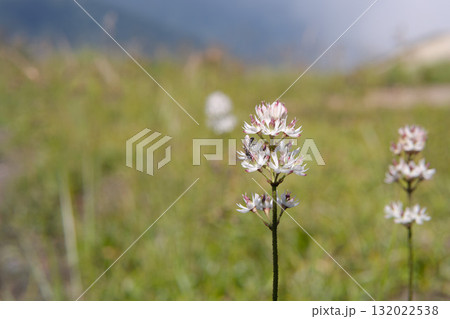 イワショウブ（別名/ムシトリゼキショウ）とクロアナバチ／長野県八方尾根・10月 132022538