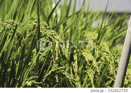 稲刈り、稲穂、秋の風景、水田	稲刈りの時期 132022750