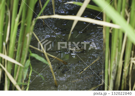 夏の田んぼにいる日本のトノサマガエル 132022840