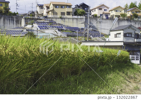 秋、田んぼで稲が風に揺れる、収穫が近づいている。 132022867