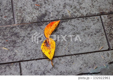 雨の公園と落ち葉 雨の公園と落ち葉 132022961