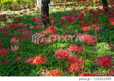 曼珠沙華 府中市郷土の森博物館 曼珠沙華 府中市郷土の森博物館 132022999