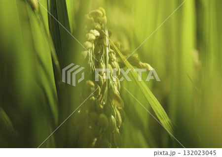 熟した稲の黄金色の輝き、豊作と豊かさのイメージ 132023045
