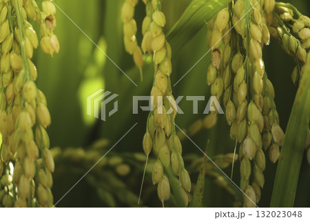 熟した稲の黄金色の輝き、豊作と豊かさのイメージ 熟した稲の黄金色の輝き、豊作と豊かさのイメージ 132023048