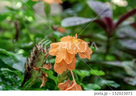 落葉性のつる性植物ノウゼンカズラの橙色の花 132023071