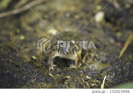 夏の田んぼにいる日本のトノサマガエル 132023098