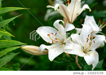 White lilies open with speckled petals, brown stamens 132023139