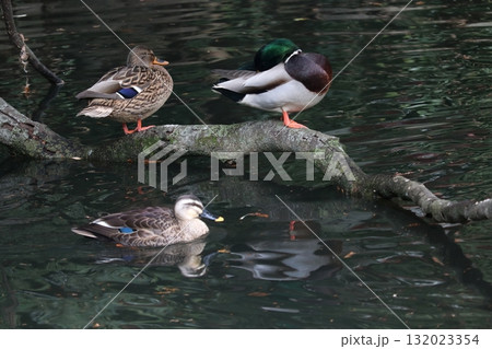 マガモとカルガモ マガモとカルガモ 132023354
