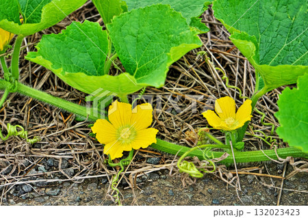 黄色いカボチャの雄花(秋、十月) 黄色いカボチャの雄花(秋、十月) 132023423