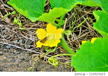 黄色いカボチャの雄花（秋、十月） 132023425