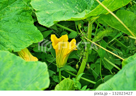 黄色いカボチャの雄花(秋、十月) 黄色いカボチャの雄花(秋、十月) 132023427