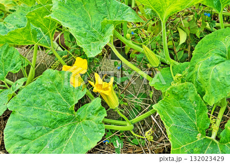 カボチャの雄花の蕾（（秋、十月） 132023429