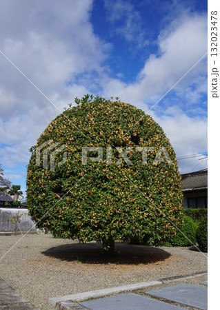 満開の金木犀:於 津山城西の寺院「妙法寺」にて 満開の金木犀:於 津山城西の寺院「妙法寺」にて 132023478