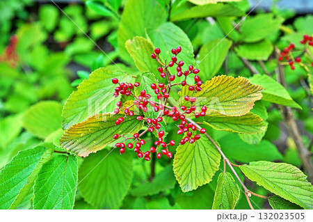 赤いガマズミの実(秋、十月) 赤いガマズミの実(秋、十月) 132023505