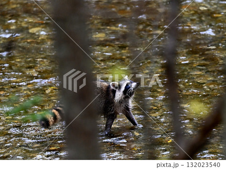 川を渡るアライグマ 132023540