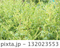 青紫蘇に穂が出ている写真 132023553