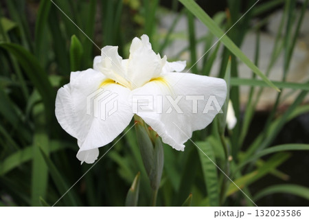 白い菖蒲01 白い菖蒲01 132023586