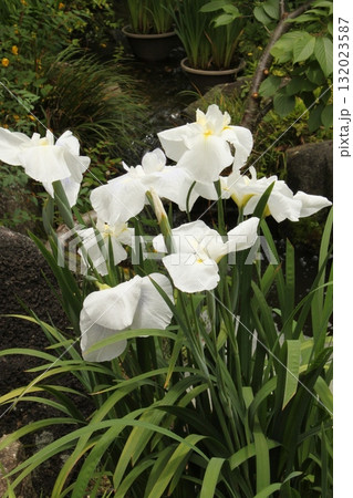 白い菖蒲02 白い菖蒲02 132023587