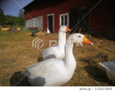 A white goose walking around a farm 132023660