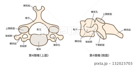 第4頚椎（C4）の解剖学、上面図と側面図 132023703