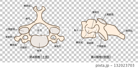 第4頚椎（C4）の解剖学、上面図と側面図 132023703